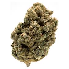 Frosted Cream Puffs Flower - Hybrid